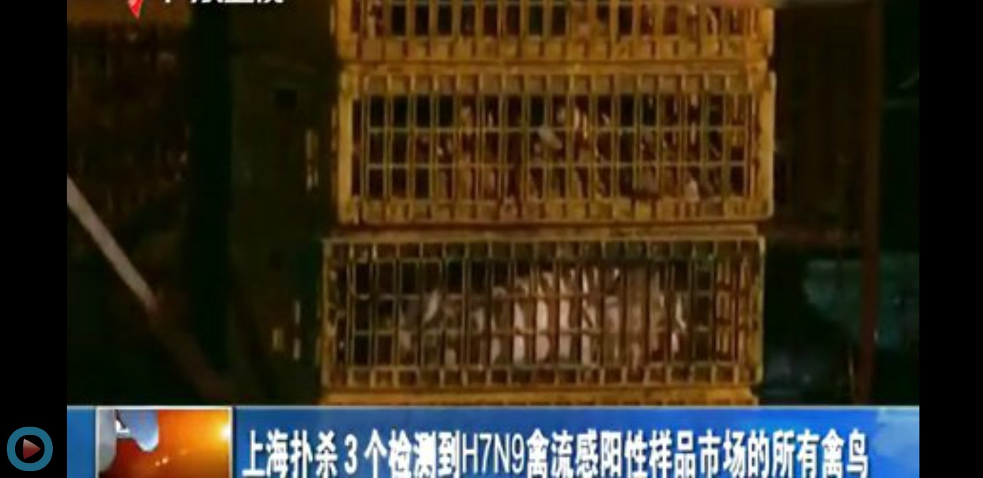 上海扑杀3个检测到h7n9禽流感阳性样品市场的所有禽鸟